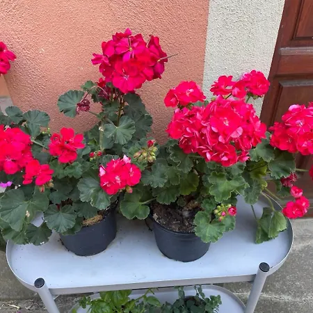 Garden Hostel