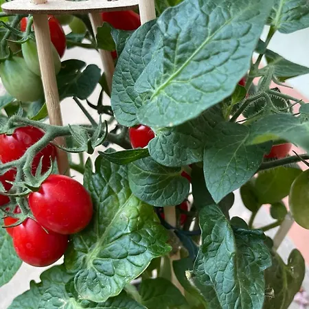 Garden Hostel