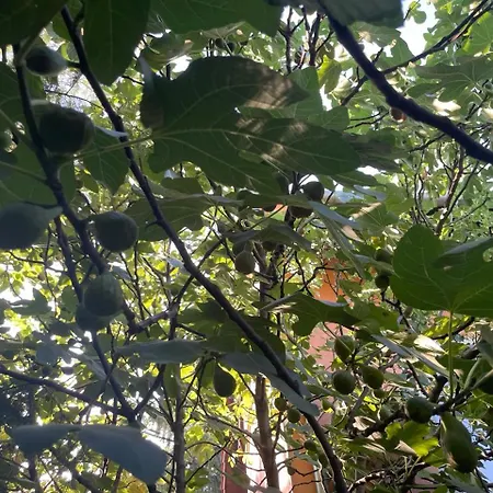 Hostel Garden *