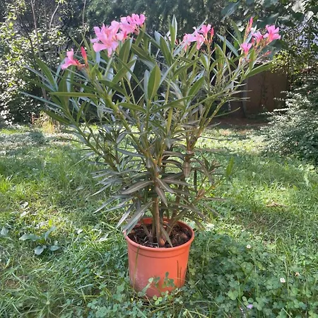 Balazs - In A Area, With Our Own Garden - Next To Metro 4 Station Hostel