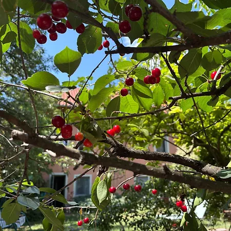 Garden * Budapest