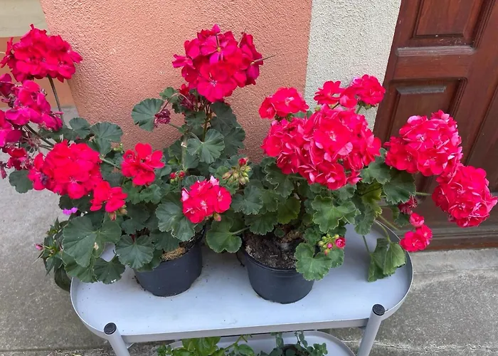 Budapest Garden Hostel Vandrarhem