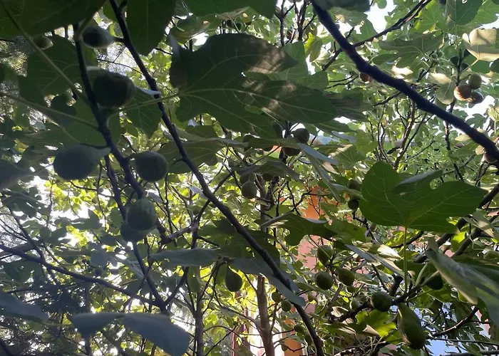 Hostel Balazs - In A Area, With Our Own Garden - Next To Metro 4 Station *