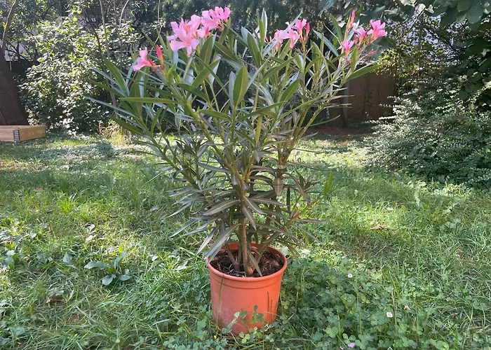 Balazs - In A Area, With Our Own Garden - Next To Metro 4 Station Hostel