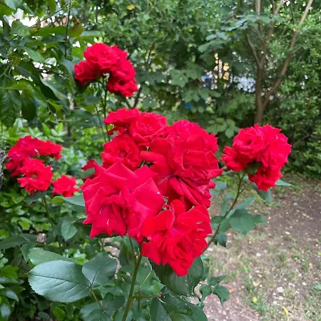 Garden *