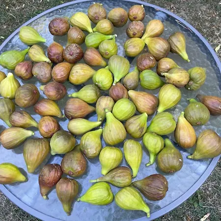 Auberge de jeunesse Balazs - In A Area, With Our Own Garden - Next To Metro 4 Station